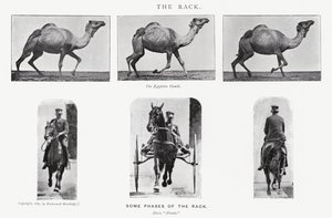 Eadweard Muybridge: Stojak autorstwa Eadweard Muybridge