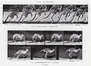 Eadweard Muybridge: Rykoszet (zdjęcie czarno-białe) autorstwa Eadweard Muybridge