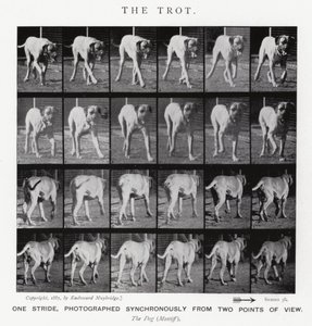 Eadweard Muybridge: Kłus (zdjęcie czarno-białe) autorstwa Eadweard Muybridge