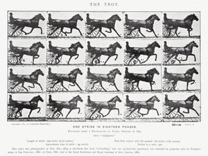 Eadweard Muybridge: Kłus (zdjęcie czarno-białe) autorstwa Eadweard Muybridge