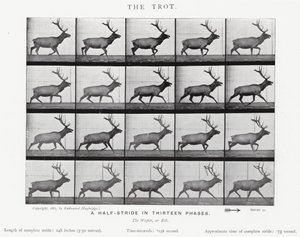 Eadweard Muybridge: Kłus (zdjęcie czarno-białe) autorstwa Eadweard Muybridge