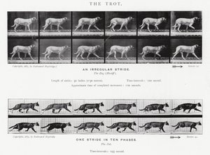 Eadweard Muybridge: Kłus (zdjęcie czarno-białe) autorstwa Eadweard Muybridge