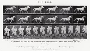 Eadweard Muybridge: Kłus (zdjęcie czarno-białe) autorstwa Eadweard Muybridge