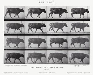 Eadweard Muybridge: Kłus (zdjęcie czarno-białe) autorstwa Eadweard Muybridge