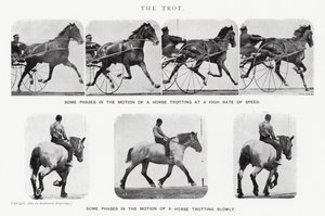 Eadweard Muybridge: Kłus (zdjęcie czarno-białe) autorstwa Eadweard Muybridge