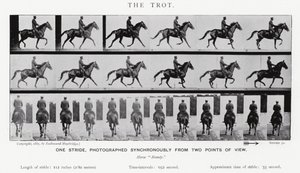 Eadweard Muybridge: Kłus (zdjęcie czarno-białe) autorstwa Eadweard Muybridge