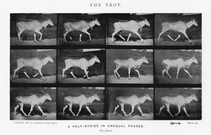 Eadweard Muybridge: Kłus (zdjęcie czarno-białe) autorstwa Eadweard Muybridge