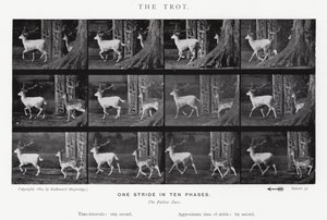Eadweard Muybridge: Kłus (zdjęcie czarno-białe) autorstwa Eadweard Muybridge