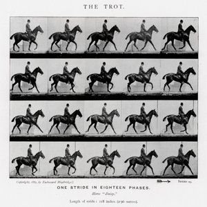 Eadweard Muybridge: Kłus autorstwa Eadweard Muybridge