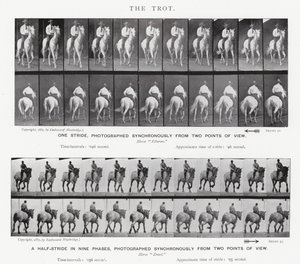 Eadweard Muybridge: Kłus autorstwa Eadweard Muybridge