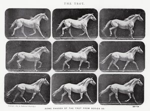 Eadweard Muybridge: Kłus autorstwa Eadweard Muybridge