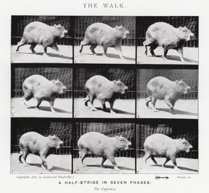 Eadweard Muybridge: The Walk (zdjęcie czarno-białe) autorstwa Eadweard Muybridge