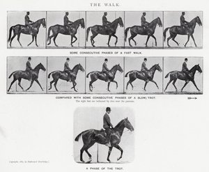 Eadweard Muybridge: The Walk (zdjęcie czarno-białe) autorstwa Eadweard Muybridge