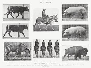 Eadweard Muybridge: The Walk (zdjęcie czarno-białe) autorstwa Eadweard Muybridge