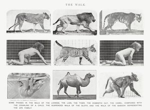 Eadweard Muybridge: The Walk (zdjęcie czarno-białe) autorstwa Eadweard Muybridge