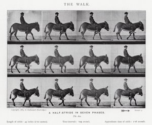 Eadweard Muybridge: The Walk (zdjęcie czarno-białe) autorstwa Eadweard Muybridge