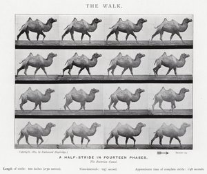 Eadweard Muybridge: The Walk (zdjęcie czarno-białe) autorstwa Eadweard Muybridge