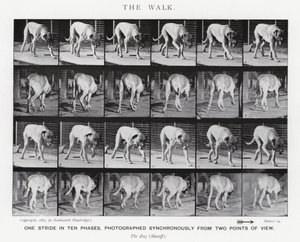 Eadweard Muybridge: The Walk (zdjęcie czarno-białe) autorstwa Eadweard Muybridge