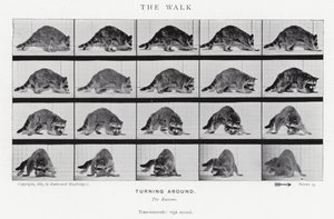Eadweard Muybridge: The Walk (zdjęcie czarno-białe) autorstwa Eadweard Muybridge