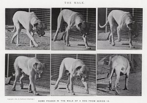Eadweard Muybridge: The Walk (zdjęcie czarno-białe) autorstwa Eadweard Muybridge