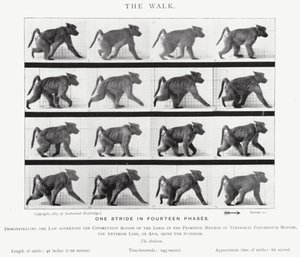 Eadweard Muybridge: The Walk (zdjęcie czarno-białe) autorstwa Eadweard Muybridge