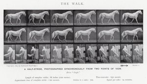 Eadweard Muybridge: The Walk (zdjęcie czarno-białe) autorstwa Eadweard Muybridge
