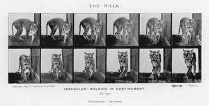 Eadweard Muybridge: The Walk (zdjęcie czarno-białe) autorstwa Eadweard Muybridge