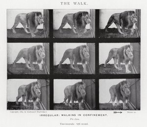 Eadweard Muybridge: The Walk (zdjęcie czarno-białe) autorstwa Eadweard Muybridge
