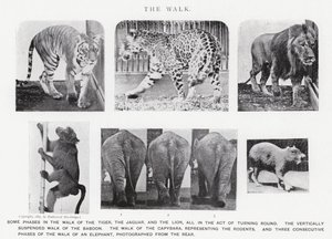 Eadweard Muybridge: The Walk (zdjęcie czarno-białe) autorstwa Eadweard Muybridge