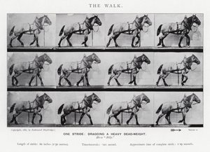 Eadweard Muybridge: The Walk autorstwa Eadweard Muybridge