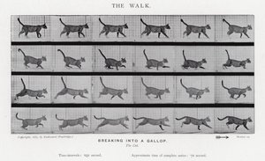 Eadweard Muybridge: The Walk autorstwa Eadweard Muybridge