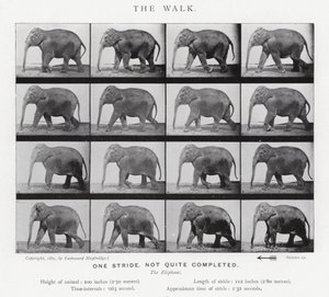 Eadweard Muybridge: The Walk autorstwa Eadweard Muybridge