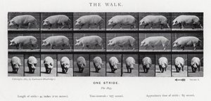 Eadweard Muybridge: The Walk autorstwa Eadweard Muybridge