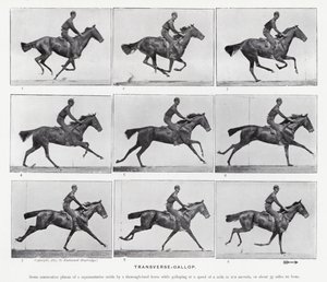 Eadweard Muybridge: galop poprzeczny (zdjęcie czarno-białe) autorstwa Eadweard Muybridge