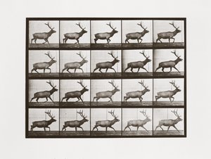 Łoś, płyta 692 z lokomocji zwierzęcej, 1887 autorstwa Eadweard Muybridge