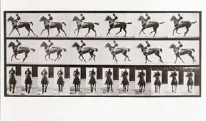 Koń i jeździec, tabliczka 621 z lokomocji zwierzęcej, 1887 autorstwa Eadweard Muybridge