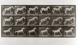 Koń na biegunach i koń toczący beczkę, płyta 649 z Animal Locomotion, 1887 autorstwa Eadweard Muybridge