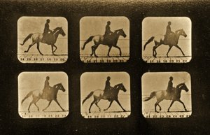 Konie. Nieregularnik, seria "Animal Locomotion", ok. 1881 r. autorstwa Eadweard Muybridge