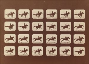 Konie. Działanie. Phyrne L. nr 40 autorstwa Eadweard Muybridge