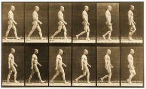 Sekwencja obrazów chodzącego nagiego mężczyzny, seria „Animal Locomotion”, c.1881 (zdjęcie czarno-białe) autorstwa Eadweard Muybridge