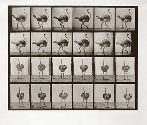 Biegnący struś, płyta 772 z Animal Locomotion, 1887 autorstwa Eadweard Muybridge