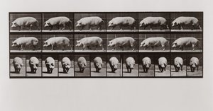 Spacer po świniach, tablica 673 z lokomotywy zwierząt, 1887 autorstwa Eadweard Muybridge