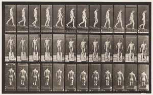 Płyta 114. Nachylenie malejące, kąt 1 w 4, 1872-1885 autorstwa Eadweard Muybridge