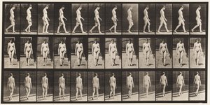 Płyta 13. Spacery, 1872-1885 autorstwa Eadweard Muybridge