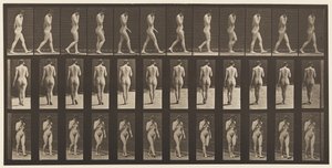 Płyta 14. Chodzenie, prawa ręka przy brodzie, 1872-1885 autorstwa Eadweard Muybridge