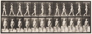 Płyta 17. Chodzenie, 1872-1885 autorstwa Eadweard Muybridge