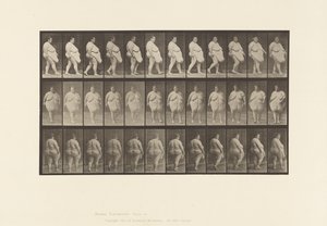 Płyta 19. Chodzenie, rozpoczęcie odwracania się autorstwa Eadweard Muybridge