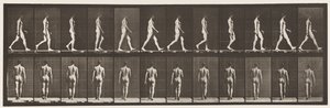 Płyta 2. Chodzenie, 1872-1885 autorstwa Eadweard Muybridge