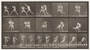 Płyta 331. Boks; Zatrzymaj się na krzyżowe pośladki autorstwa Eadweard Muybridge