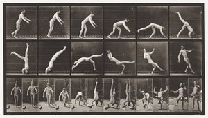 Płyta 365. Sprężyna na głowę, wtrącający się latający gołąb autorstwa Eadweard Muybridge